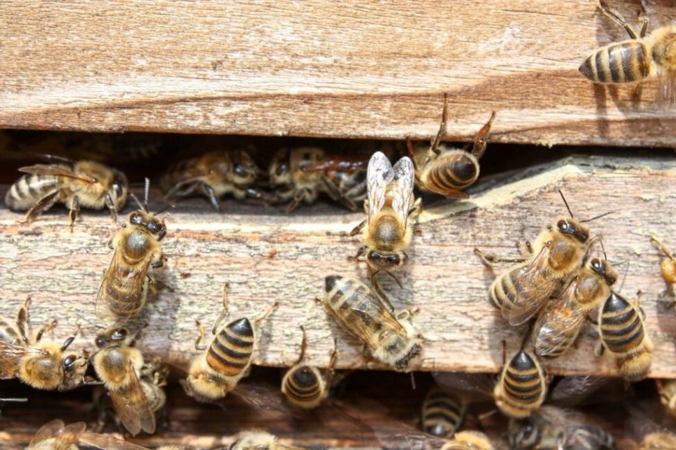 jak zrobić syrop cukrowy dla pszczół