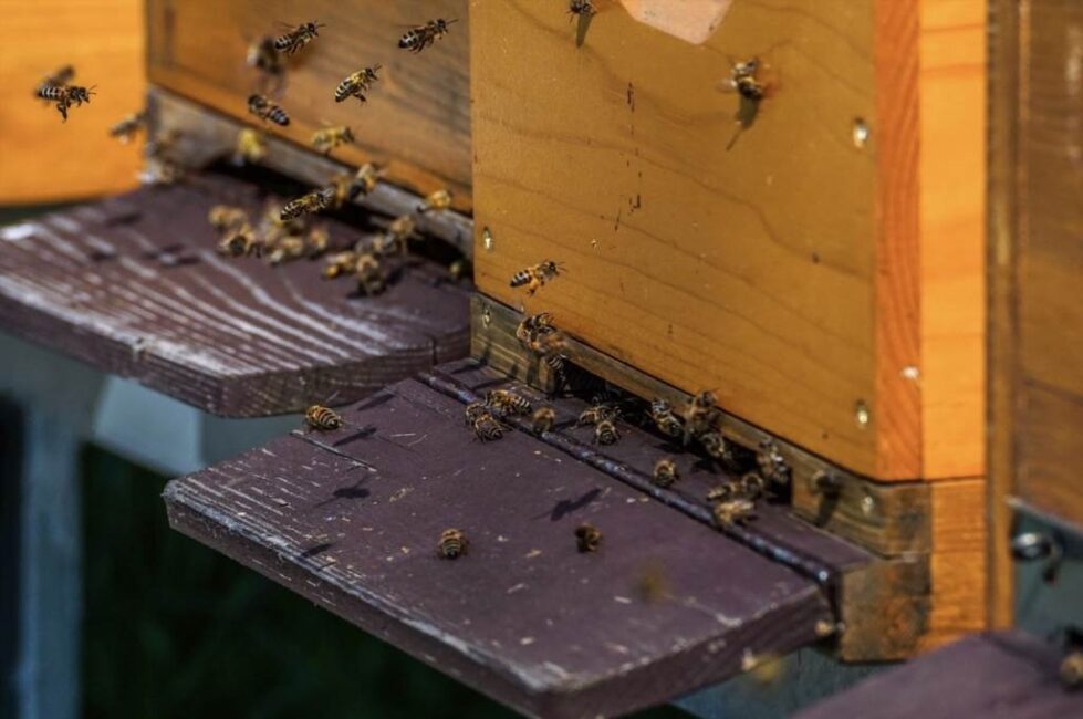 jak zrobić syrop dla pszczół